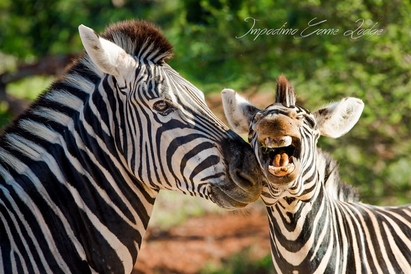 Impodimo Game Lodge Madikwe Game Reserve Exterior foto