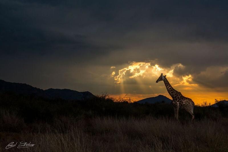 Impodimo Game Lodge Madikwe Game Reserve Exterior foto